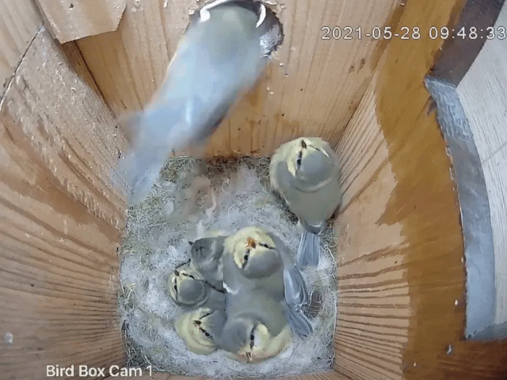Solar Powered WiFi Bird Box & Wildlife HD Camera